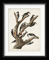 Pl. 417 Marias Woodpecker Fine Art Print