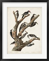 Pl. 417 Marias Woodpecker Fine Art Print