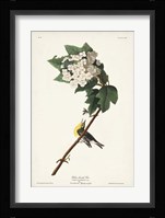 Pl. 119 Yellow-throated Vireo Fine Art Print