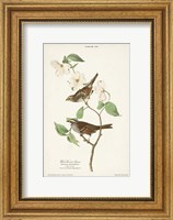 Pl.8 White-throated Sparrow Fine Art Print
