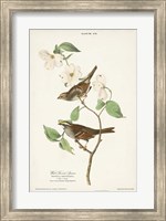 Pl.8 White-throated Sparrow Fine Art Print