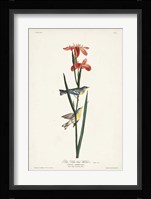 Pl. 15 Blue Yellow-back Warbler Fine Art Print