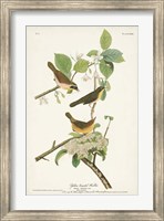Pl. 23 Yellow-breasted Warbler Fine Art Print