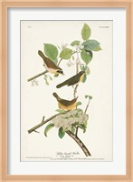 Pl. 23 Yellow-breasted Warbler Fine Art Print