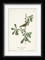 Pl. 24 Roscoe's Yellow Throat Fine Art Print