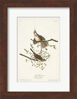 Pl. 25 Song Sparrow Fine Art Print