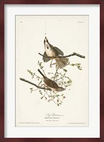 Pl. 25 Song Sparrow Fine Art Print