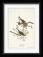 Pl. 25 Song Sparrow Fine Art Print