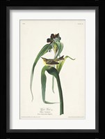 Pl. 30 Vigors Vireo Fine Art Print