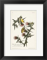 Pl. 33 American Gold Finch Fine Art Print