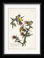 Pl. 33 American Gold Finch Fine Art Print