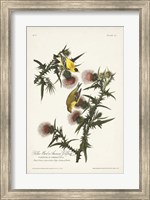 Pl. 33 American Gold Finch Fine Art Print