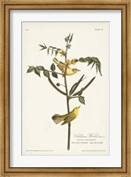 Pl. 35 Children's Warbler Fine Art Print