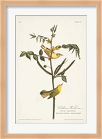 Pl. 35 Children's Warbler Fine Art Print