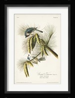 Pl. 39 Crested Titmouse Fine Art Print