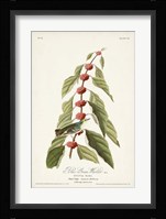 Pl. 49 Blue- Green Warbler Fine Art Print