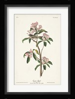Pl. 55 Cuvier's Regulus Fine Art Print