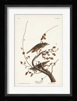 Pl. 58 Hermit Thrush Fine Art Print