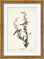 Pl. 59 Chestnut-sided Warbler Fine Art Print