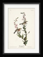 Pl. 59 Chestnut-sided Warbler Fine Art Print