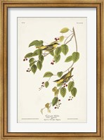 Pl. 60 Carbonated Warbler Fine Art Print