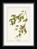 Pl. 60 Carbonated Warbler Fine Art Print