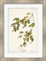 Pl. 60 Carbonated Warbler Fine Art Print