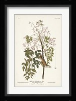 Pl. 63 White-eyed Flycatcher Fine Art Print