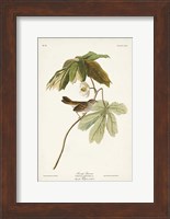 Pl. 64 Swamp Sparrow Fine Art Print
