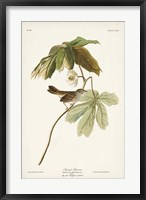Pl. 64 Swamp Sparrow Fine Art Print