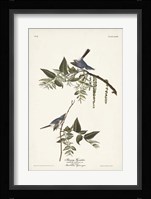 Pl. 84 Bluegrey Flycatcher Fine Art Print