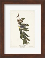 Pl. 85 Yellow-throated Warbler Fine Art Print