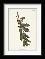 Pl. 85 Yellow-throated Warbler Fine Art Print