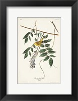 Pl. 95 Blue-eyed Yellow Warbler Fine Art Print