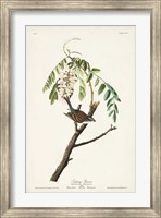 Pl. 104 Chipping Sparrow Fine Art Print