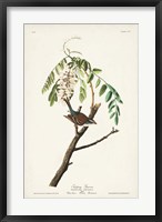 Pl. 104 Chipping Sparrow Fine Art Print