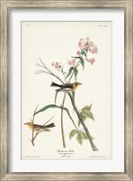 Pl. 135 Blackburnian Warbler Fine Art Print