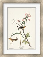 Pl. 135 Blackburnian Warbler Fine Art Print