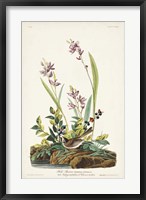 Pl. 139 Field Sparrow Fine Art Print