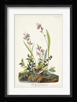 Pl. 139 Field Sparrow Fine Art Print