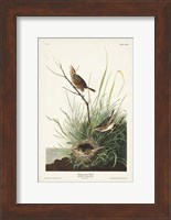 Pl. 149 Sharp-tailed Finch Fine Art Print