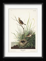 Pl. 149 Sharp-tailed Finch Fine Art Print