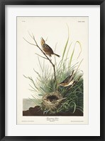 Pl. 149 Sharp-tailed Finch Fine Art Print