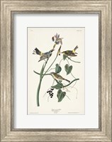 Pl. 153 Yellow-rump Warbler Fine Art Print