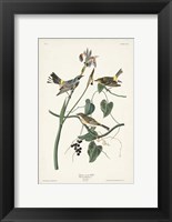 Pl. 153 Yellow-rump Warbler Fine Art Print