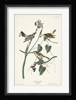 Pl. 153 Yellow-rump Warbler Fine Art Print