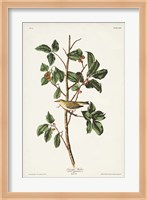 Pl. 154 Tennessee Warbler Fine Art Print