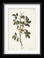 Pl. 154 Tennessee Warbler Fine Art Print