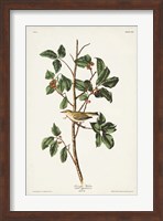 Pl. 154 Tennessee Warbler Fine Art Print
