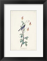 Pl. 155 Black-throated Blue Warbler Fine Art Print